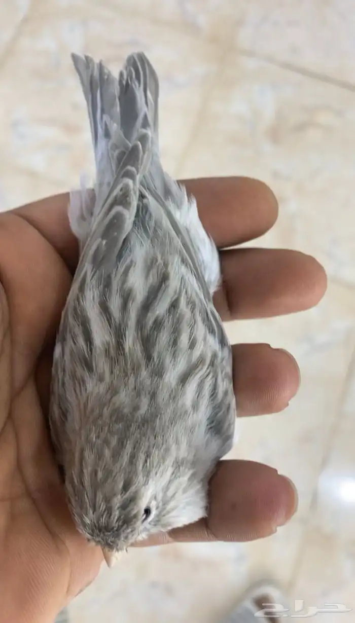 للبيع جوز كناري معاهم فرخ 0