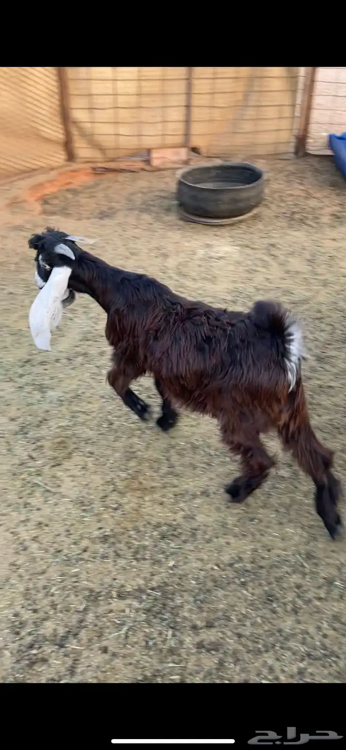 ذبايح حري وسواكني 2