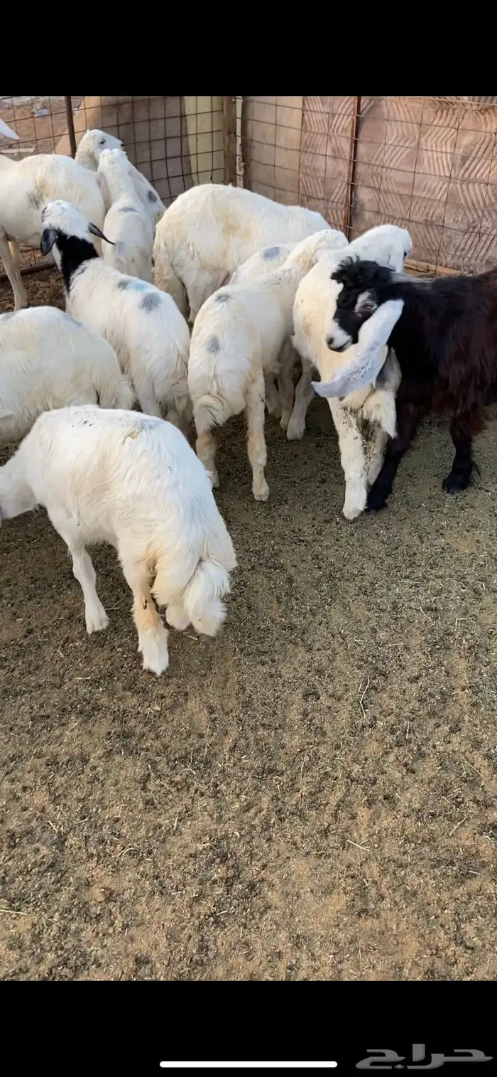 ذبايح حري وسواكني 5