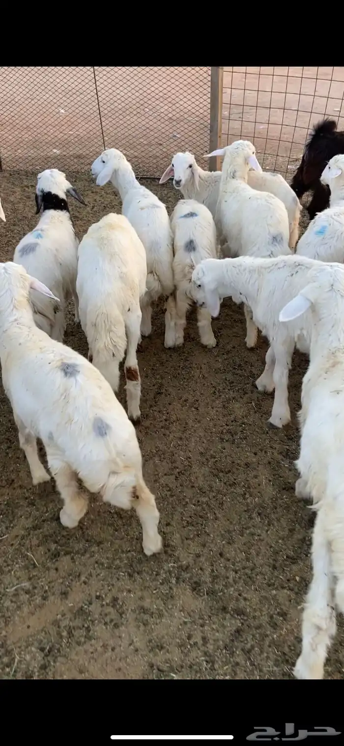 ذبايح حري وسواكني 0