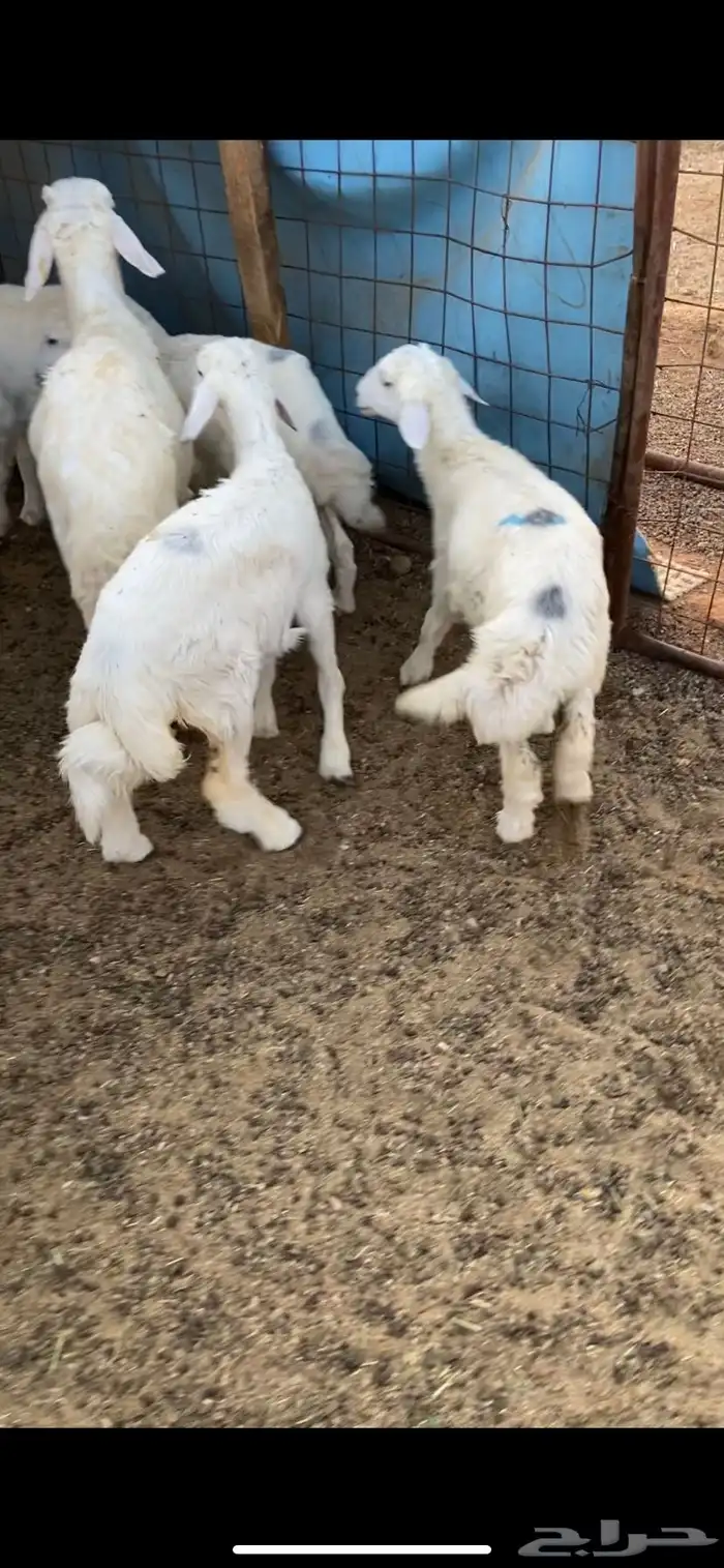 ذبايح حري وسواكني 3