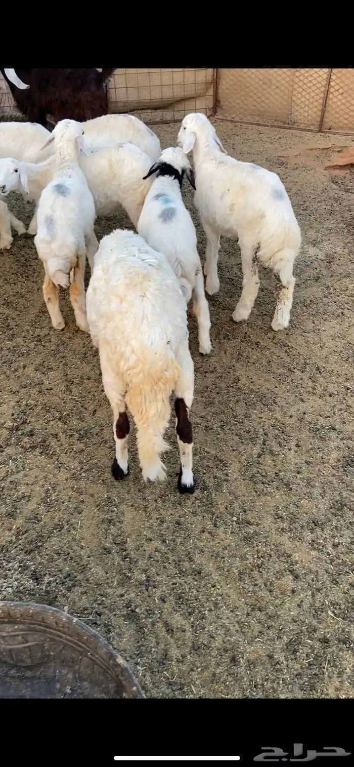 ذبايح حري وسواكني 6