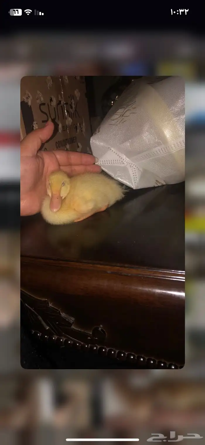 صوص بط بكيني محص َن نظييف بمتجرنا متوفر بكميات كبيرة 11