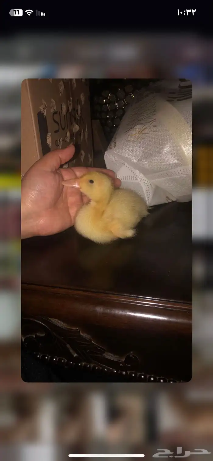 صوص بط بكيني محص َن نظييف بمتجرنا متوفر بكميات كبيرة 10