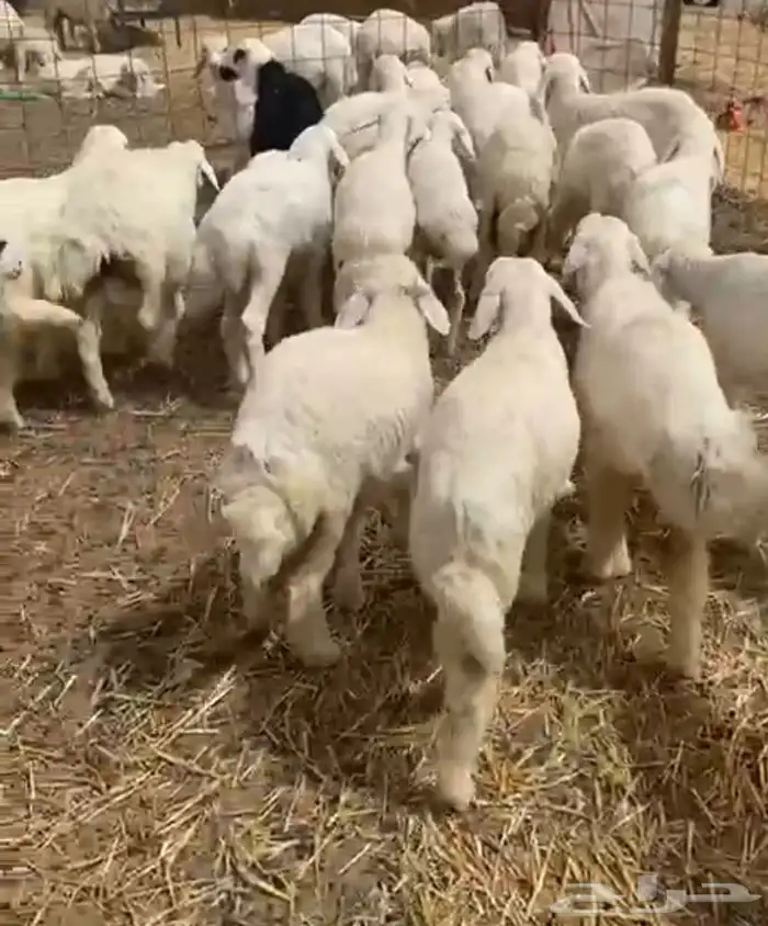 رخال مقاني 0