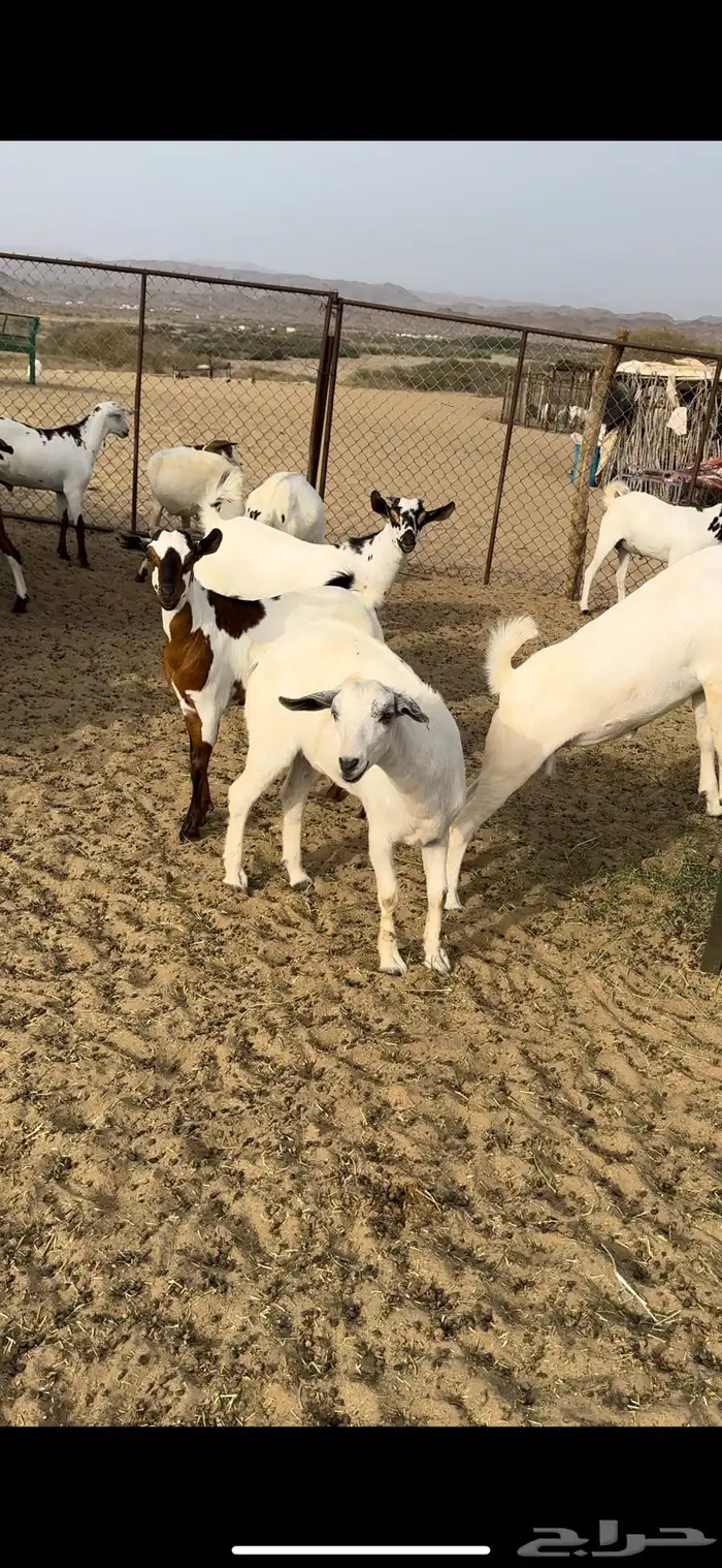 تيوس ذبايح مناسبات 2