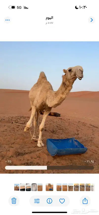 قعود جذع فردي لأهل المزاين فقط 1