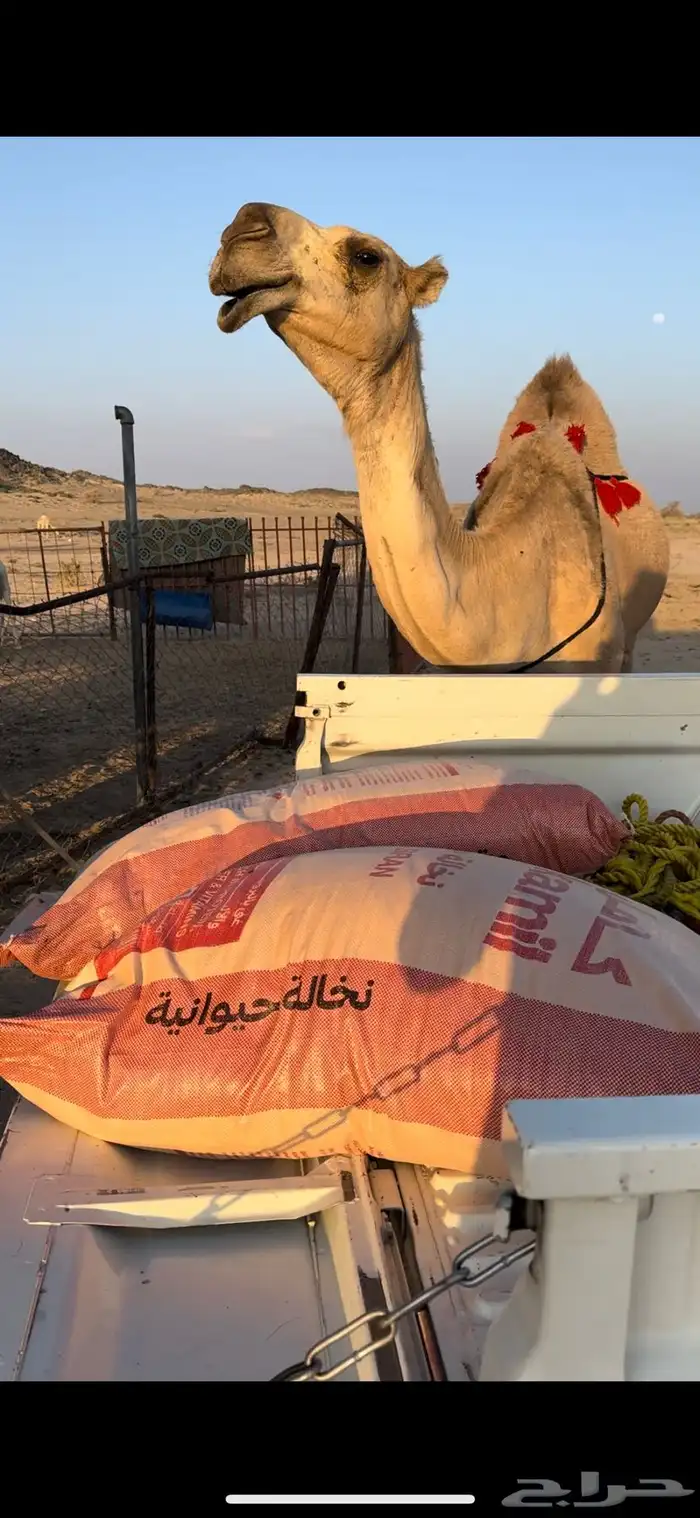 خلفه حمرا طيبه جدا جدا حليب وهداوه وزين ثنو 0