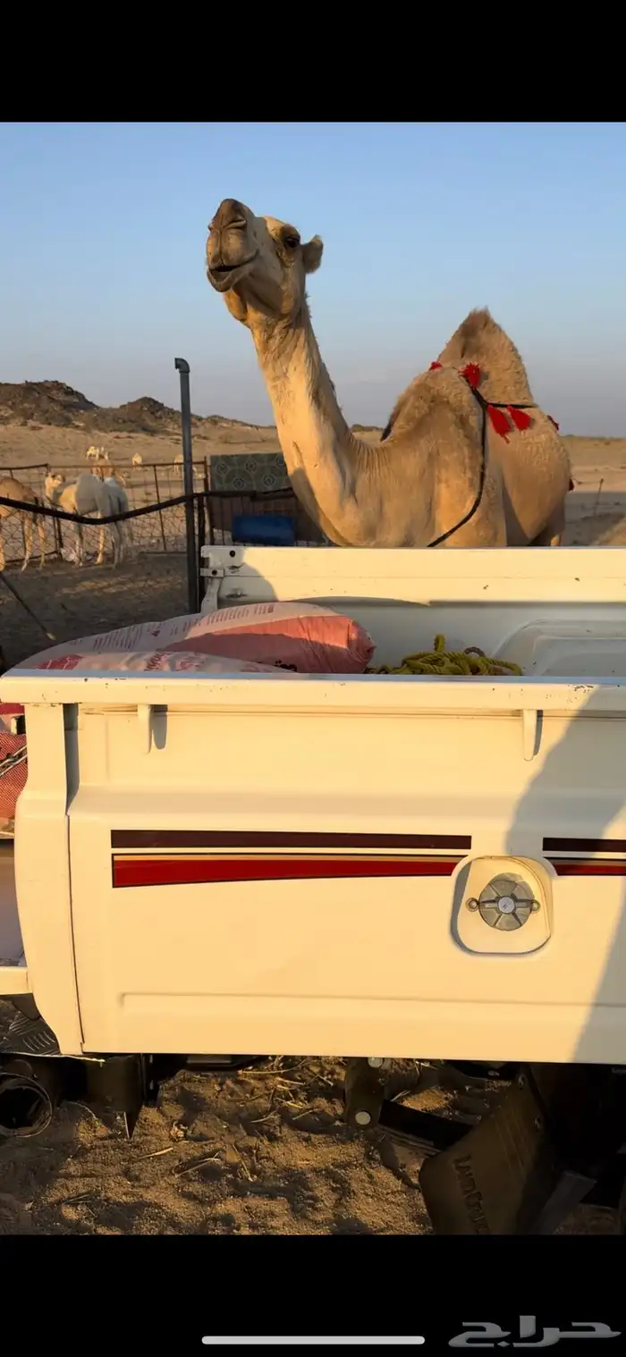 خلفه حمرا طيبه جدا جدا حليب وهداوه وزين ثنو 5