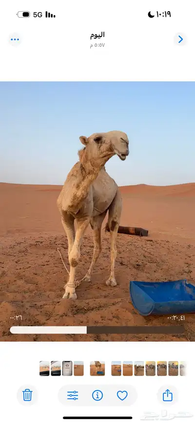 قعود جذع فردي لأهل المزاين فقط 2
