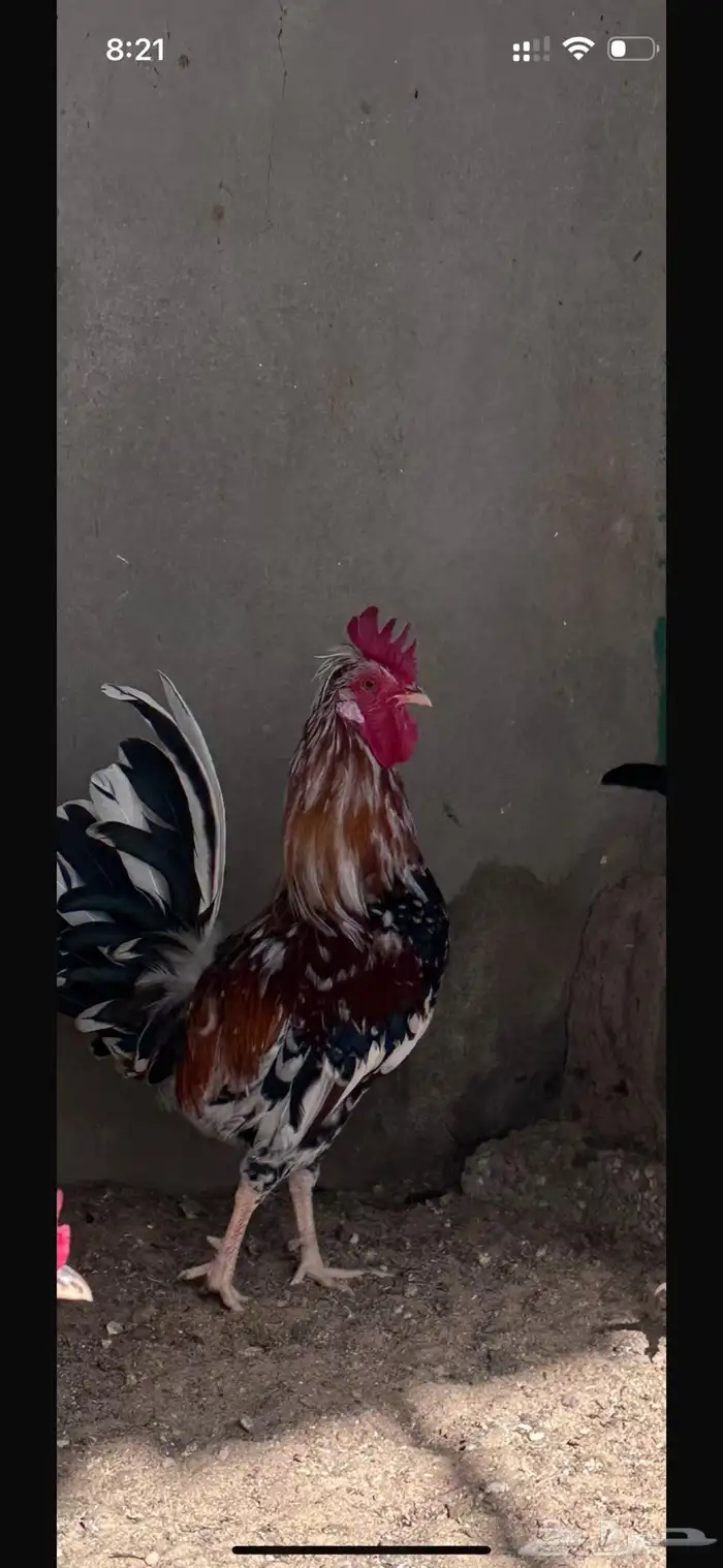 ديوك للبيع النوع ترثه افرق ماكنتوش واسود وسيافي ابيض وشوكي 0