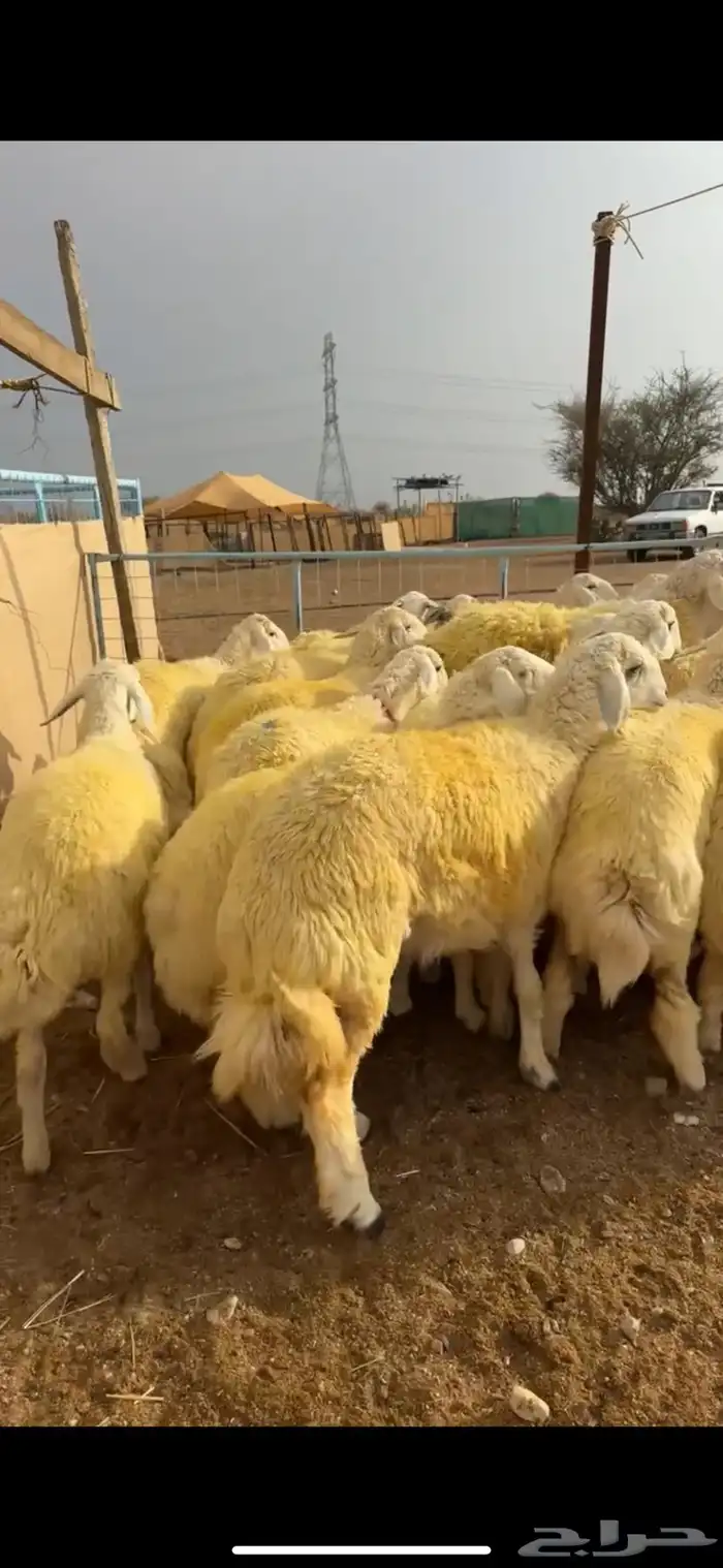رخال صنف مقنوي كفو 1