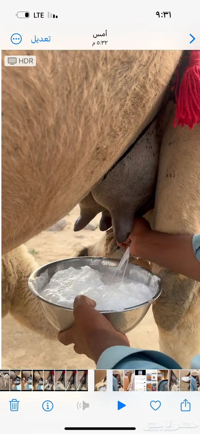 خلفه حمرا طيبه جدا جدا حليب وهداوه وزين ثنو 7