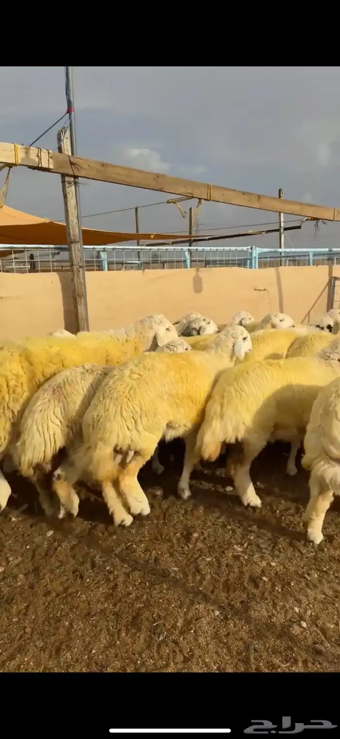 رخال صنف مقنوي كفو 5