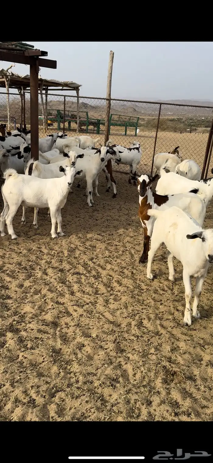 تيوس ذبايح مناسبات 1