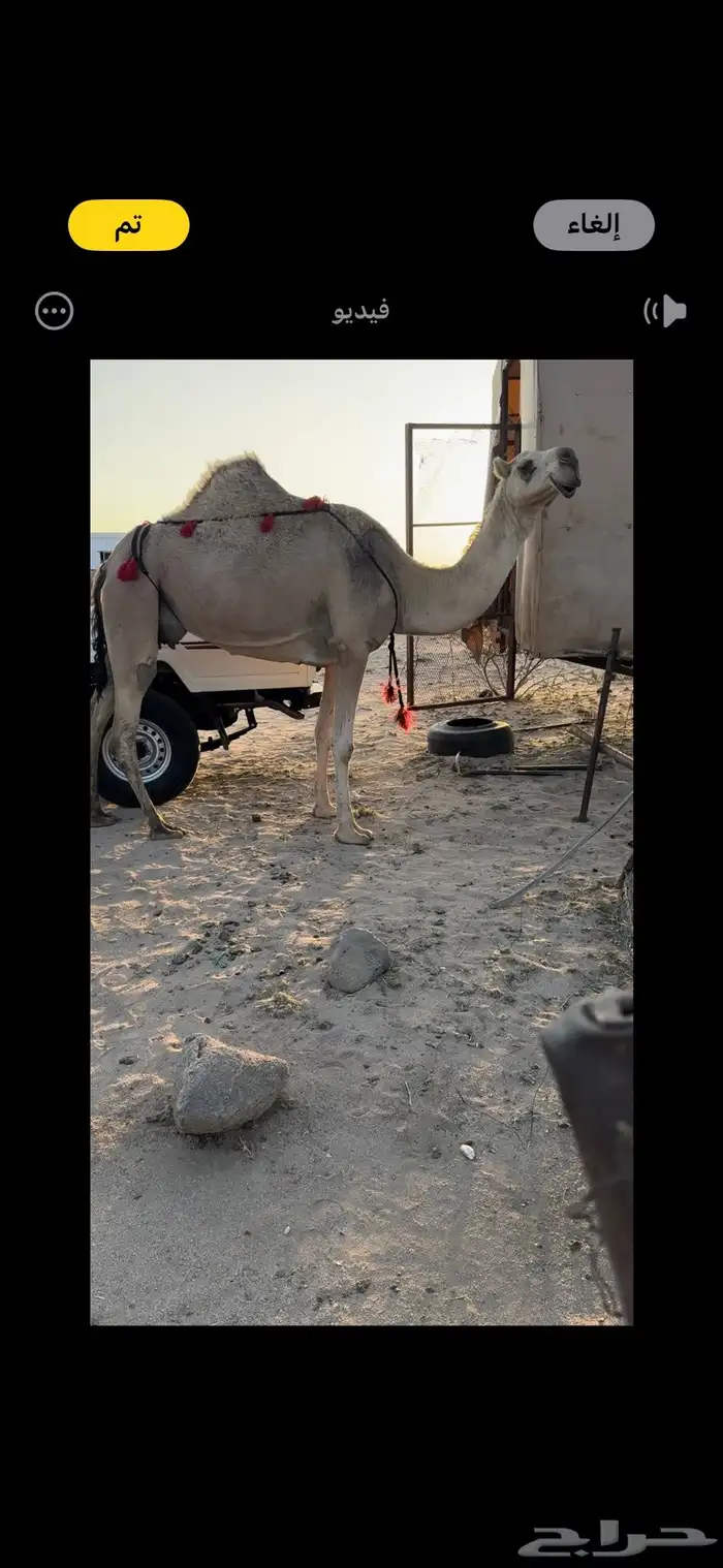 خلفه حمرا طيبه جدا جدا حليب وهداوه وزين ثنو 8