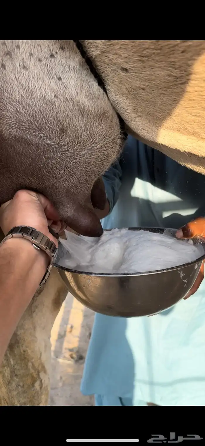 خلفه حمرا طيبه جدا جدا حليب وهداوه وزين ثنو 19