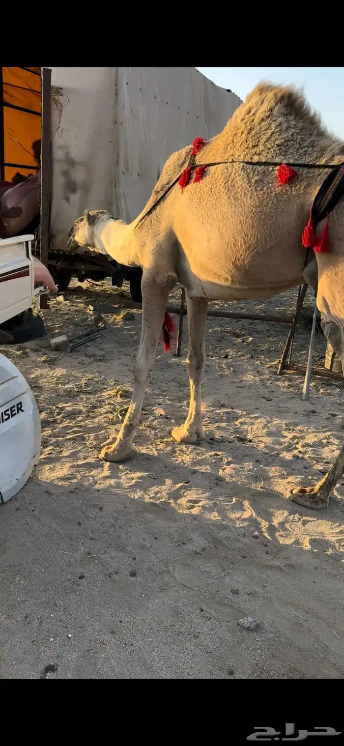خلفه حمرا طيبه جدا جدا حليب وهداوه وزين ثنو 9