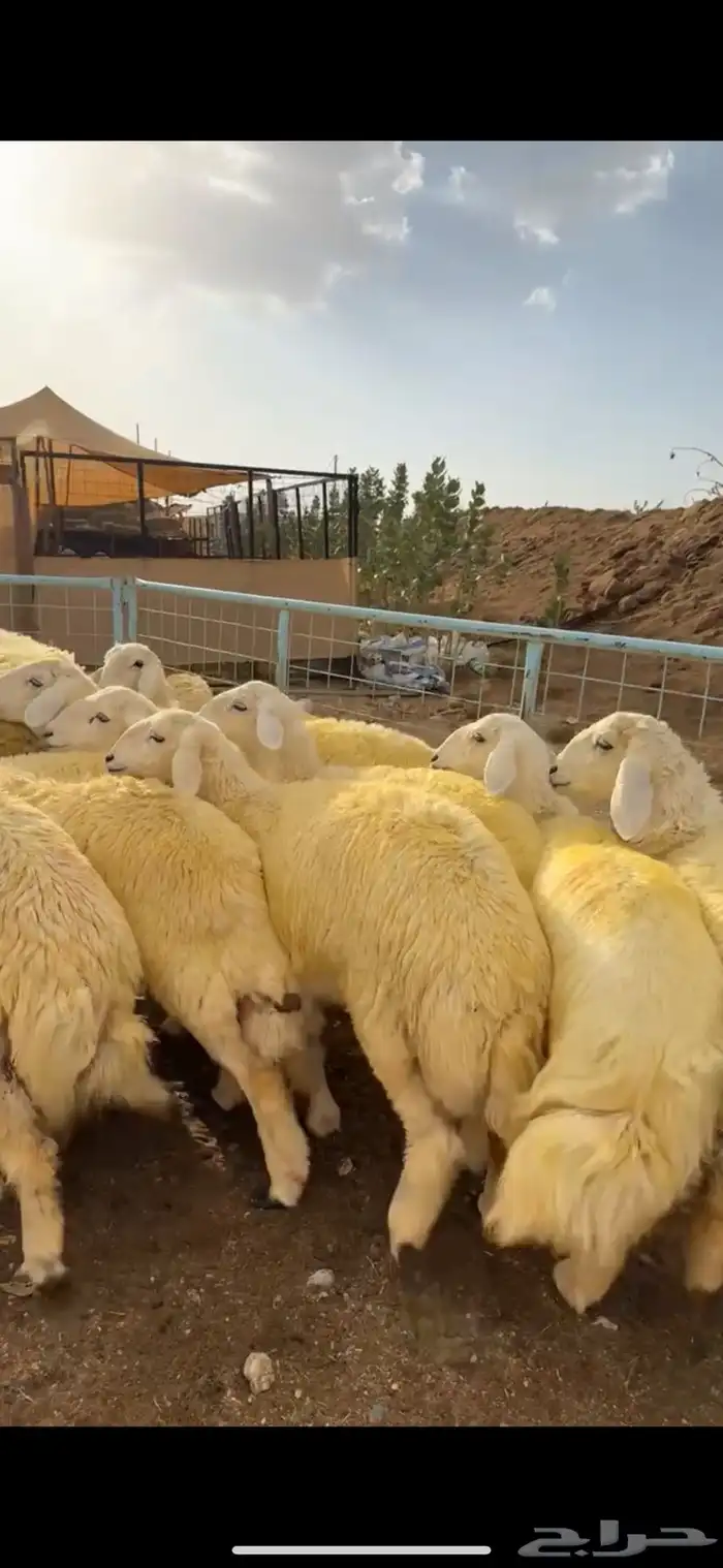 رخال صنف مقنوي كفو 2