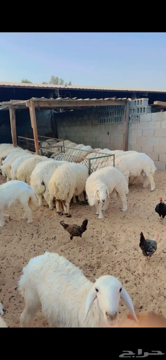 جذعان نعيم بلدي جذعان حري سواكني مرابي هرافي حري 4 شهور 1