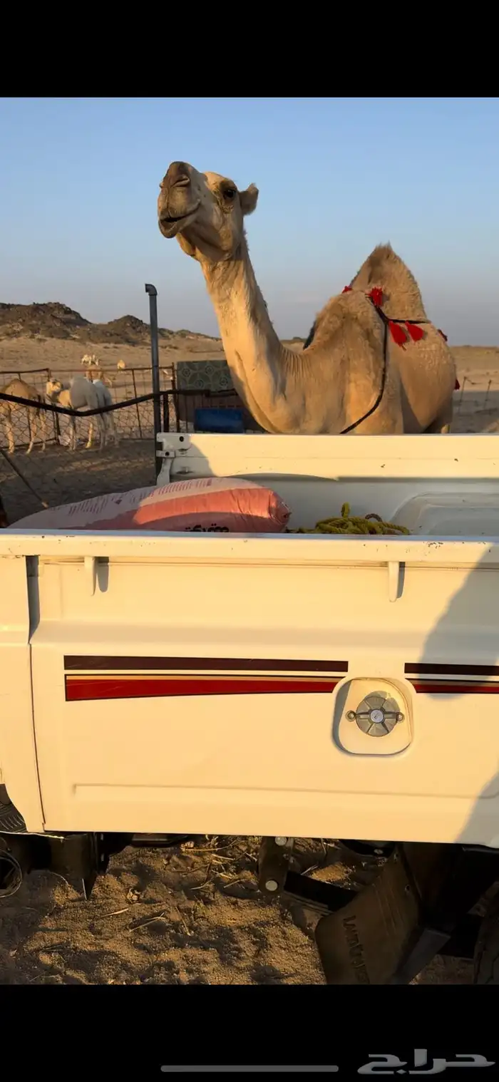 خلفه حمرا طيبه جدا جدا حليب وهداوه وزين ثنو 4