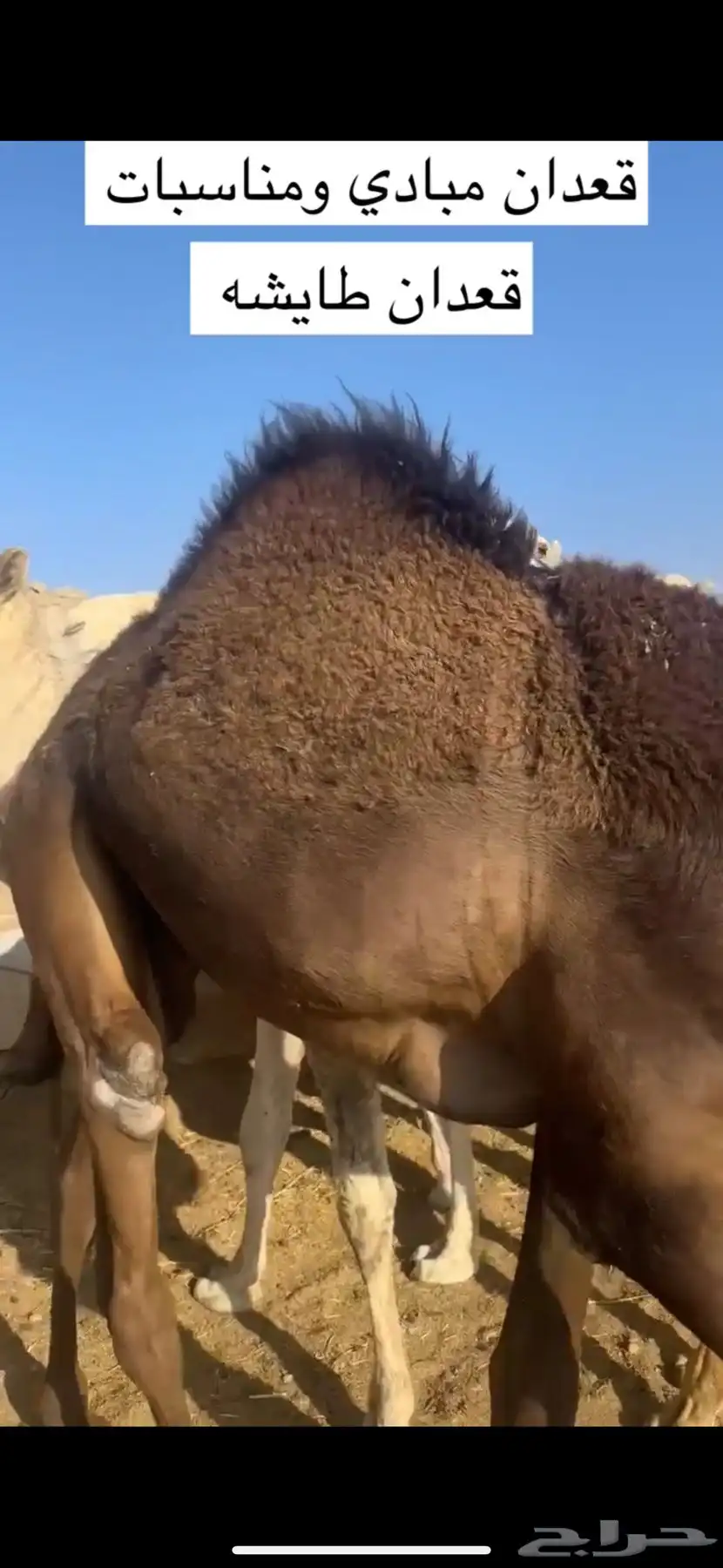 قعدان مبادي ومناسبات 1