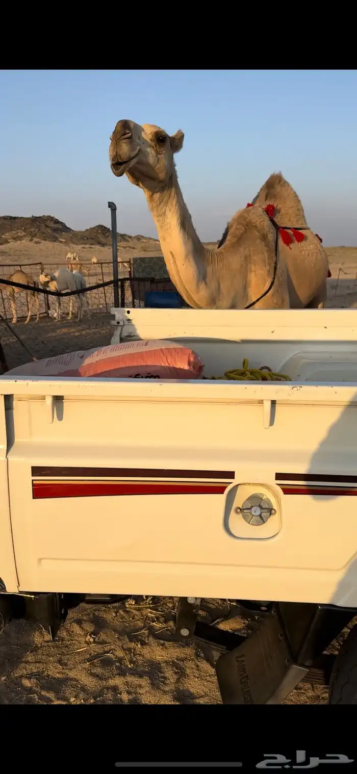خلفه حمرا طيبه جدا جدا حليب وهداوه وزين ثنو 21