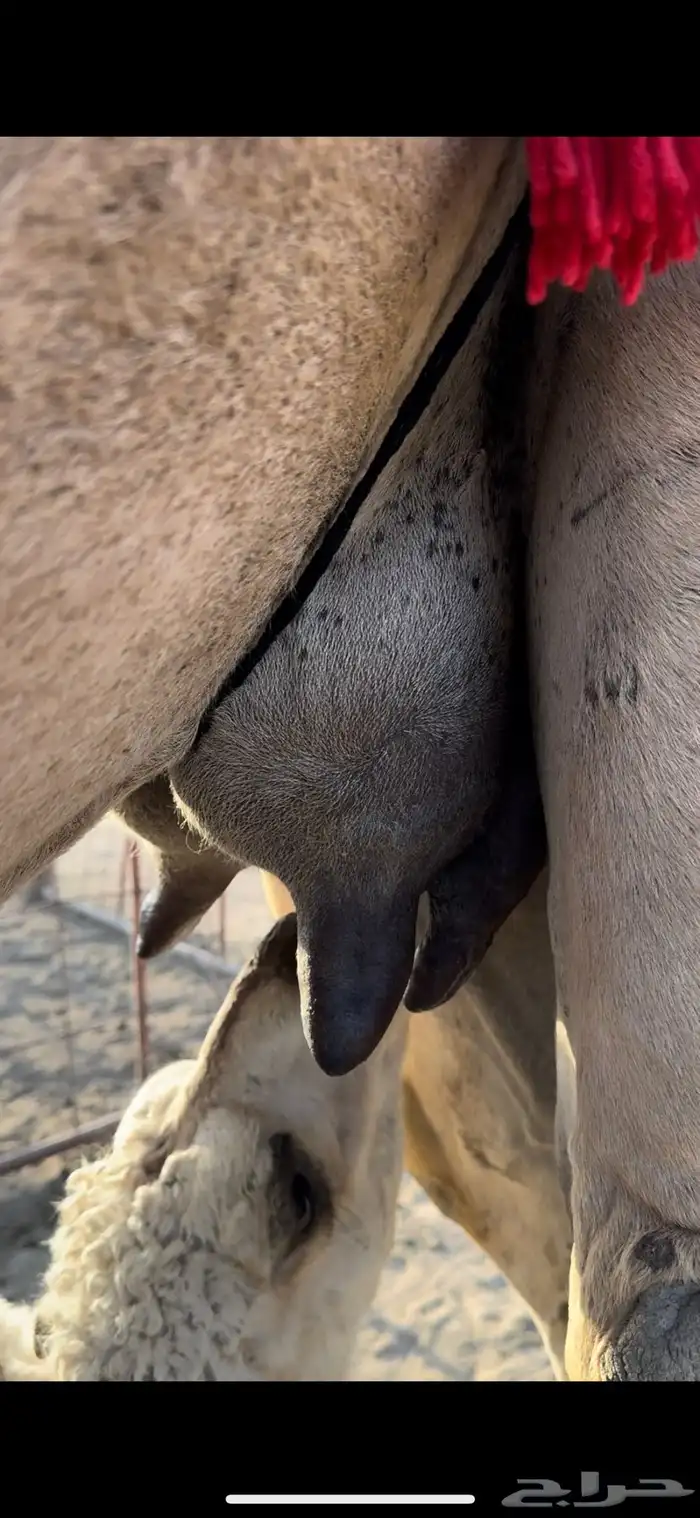 خلفه حمرا طيبه جدا جدا حليب وهداوه وزين ثنو 2