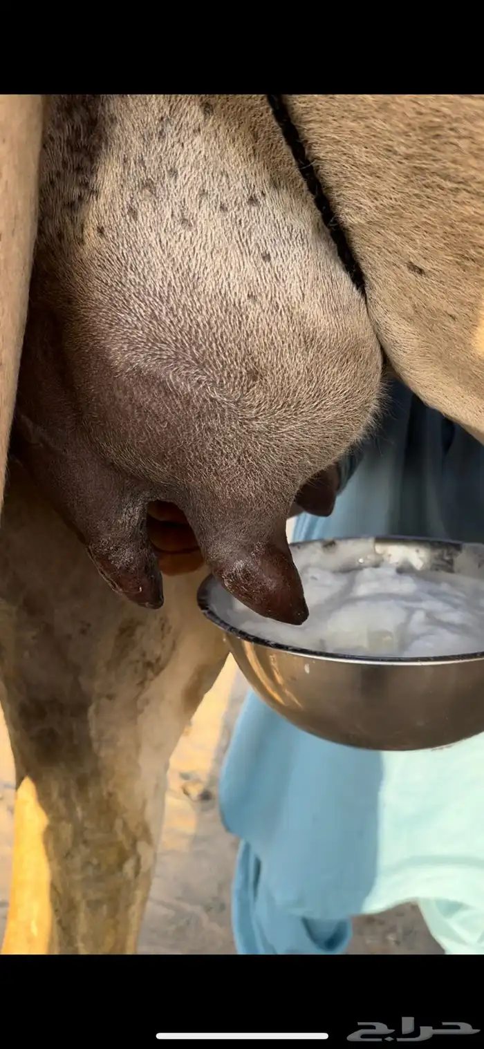 خلفه حمرا طيبه جدا جدا حليب وهداوه وزين ثنو 14