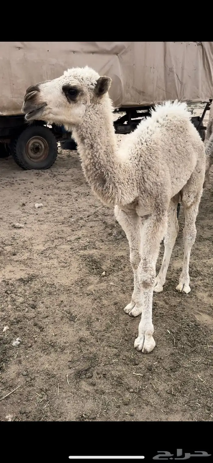 خلفه حمرا طيبه جدا جدا حليب وهداوه وزين ثنو 12