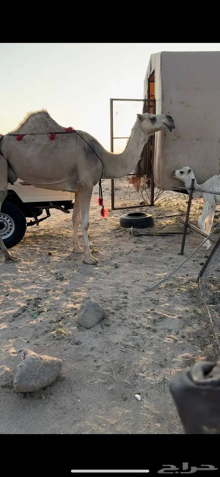 خلفه حمرا طيبه جدا جدا حليب وهداوه وزين ثنو 10