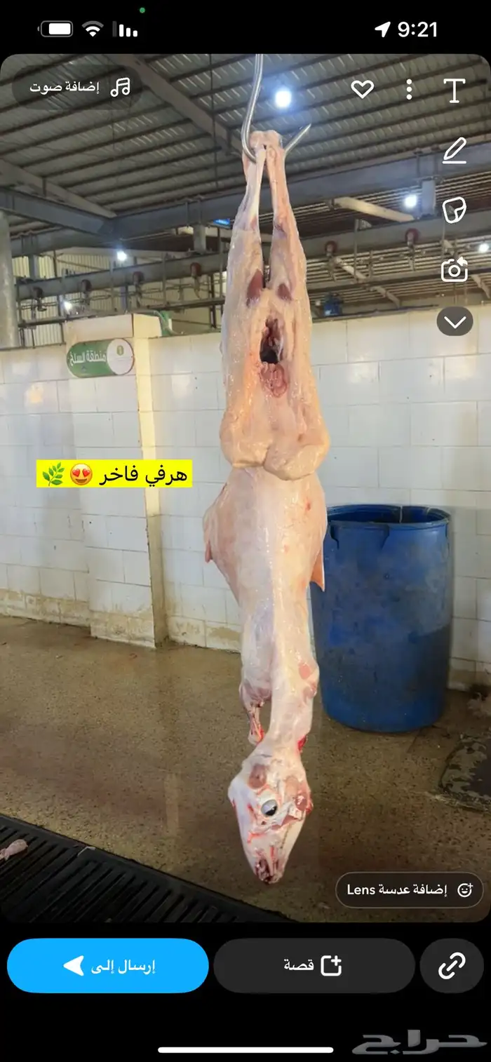 ذبايح عرعر 10