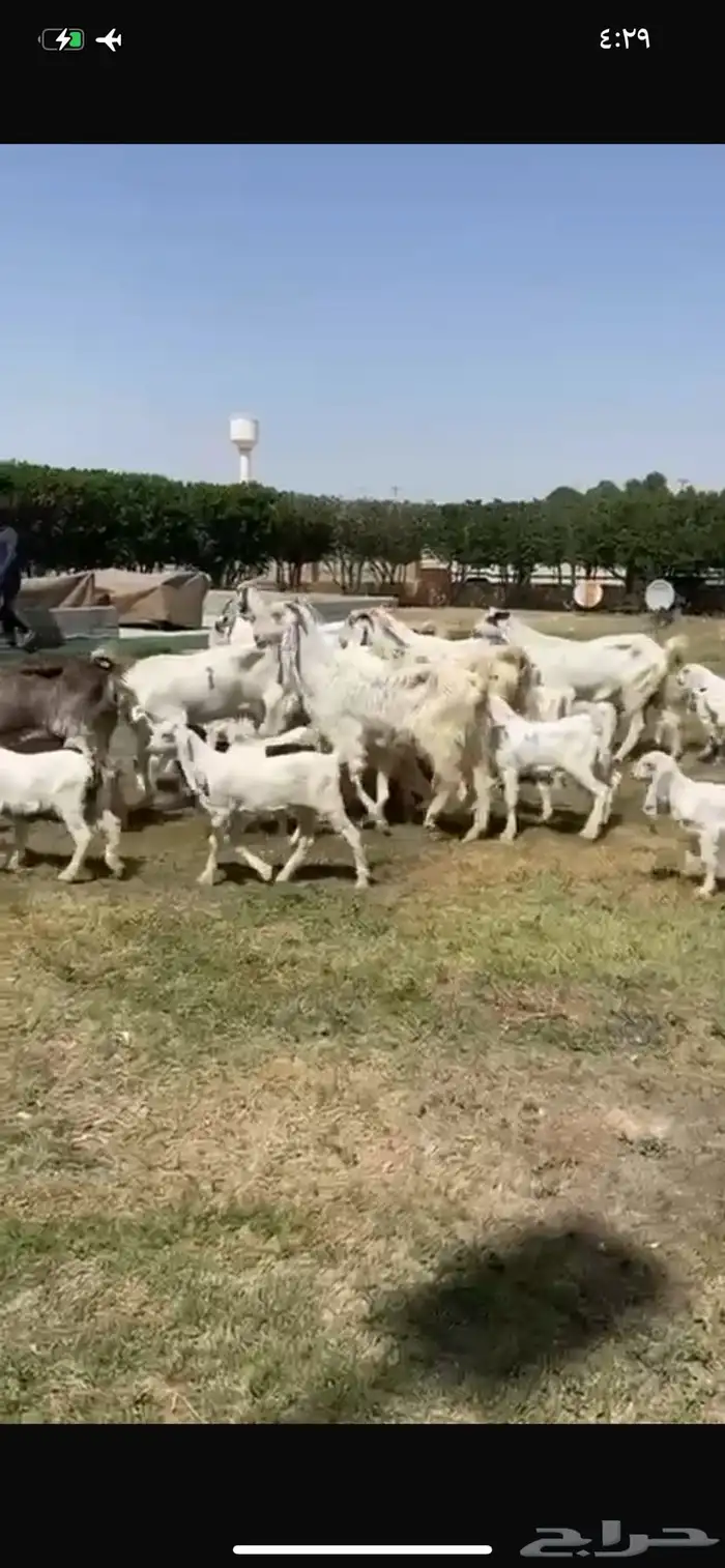 للبيع معزا مشاريك متاويم فاخره 14
