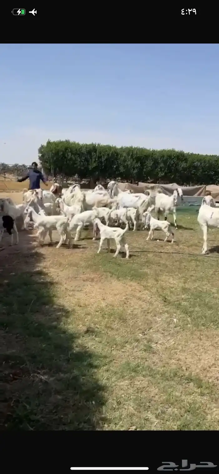 للبيع معزا مشاريك متاويم فاخره 22