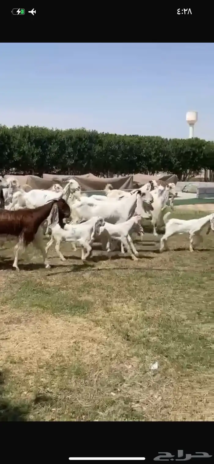 للبيع معزا مشاريك متاويم فاخره 8