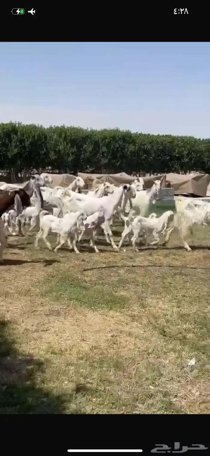للبيع معزا مشاريك متاويم فاخره 9