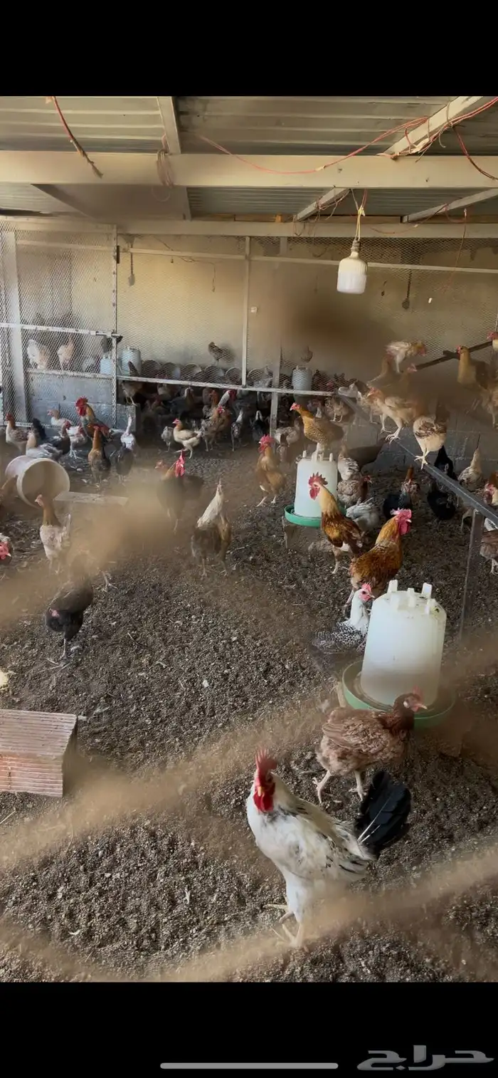 بيض بلدي مخصب مشروط ونظيف 3