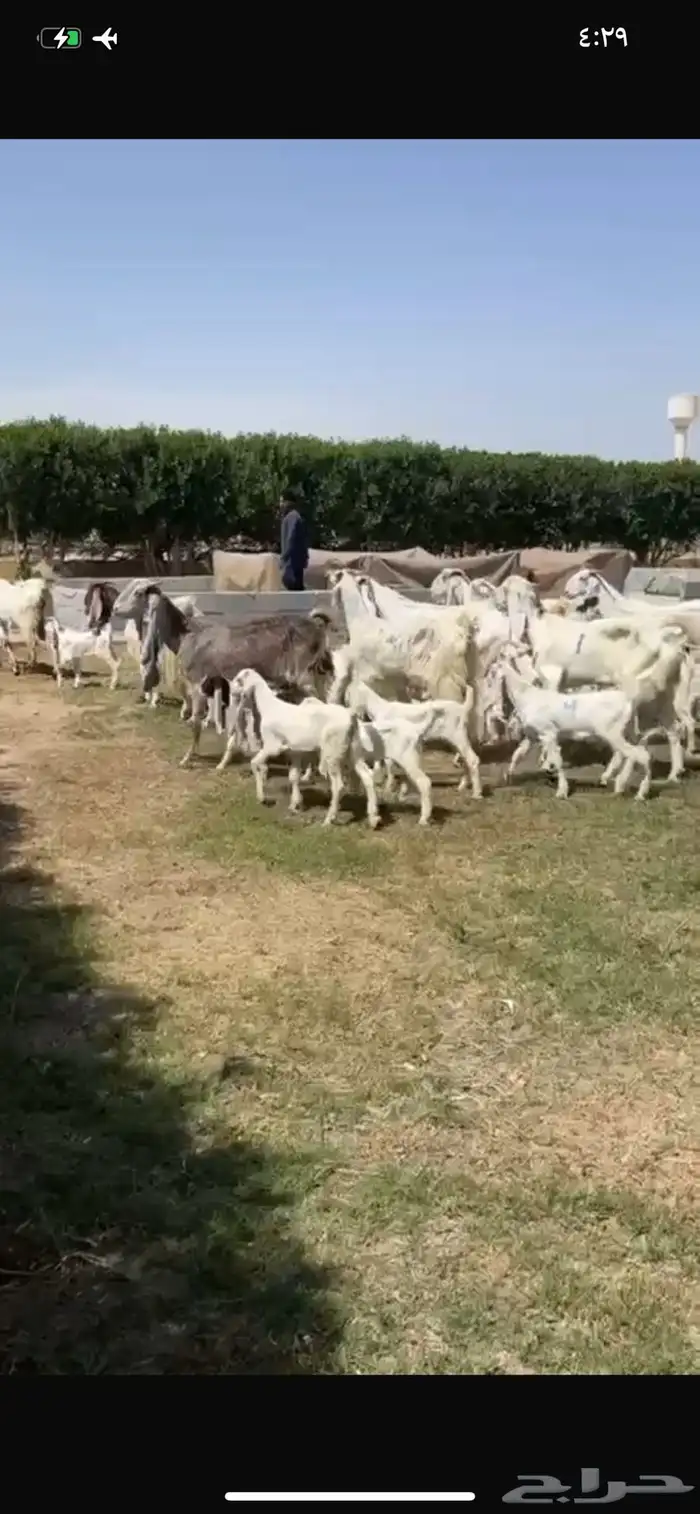 للبيع معزا مشاريك متاويم فاخره 16