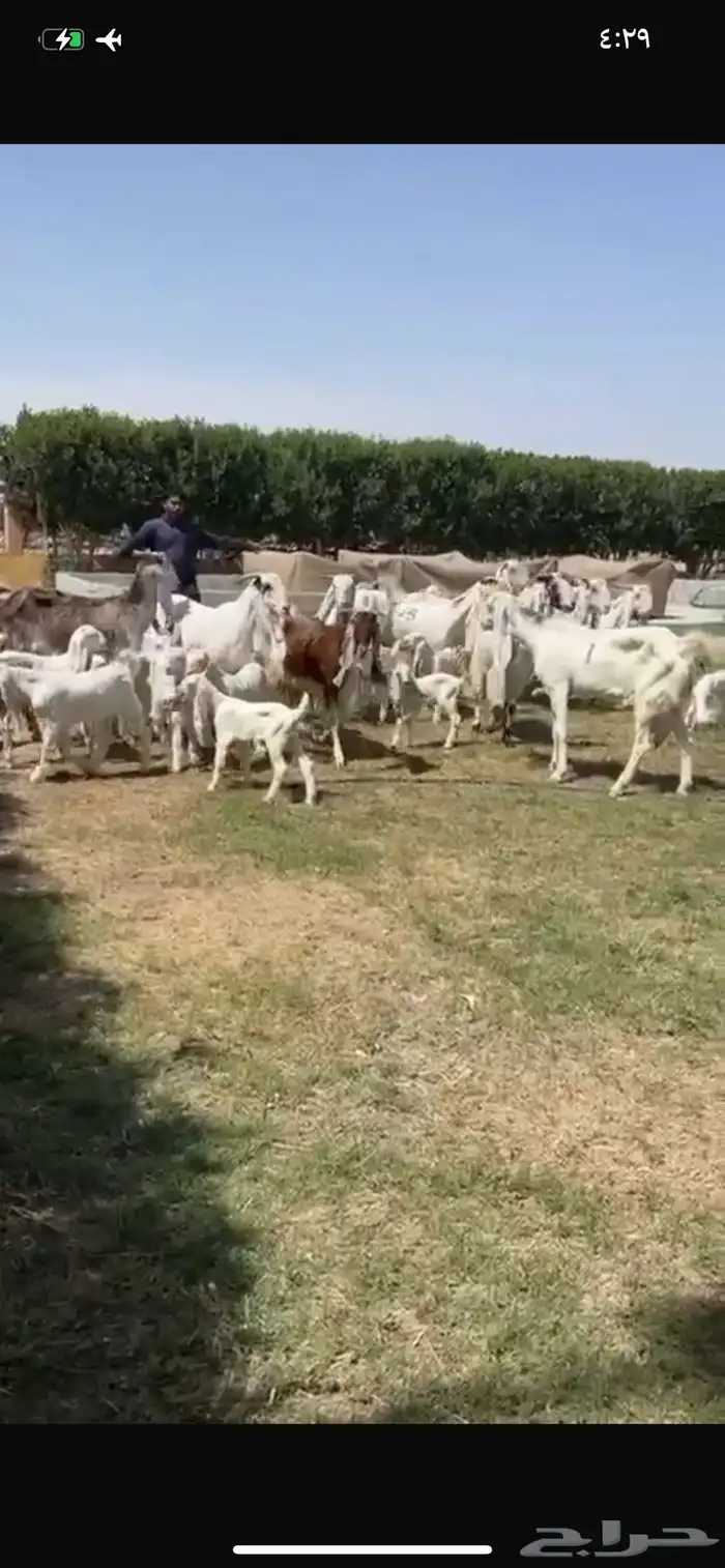 للبيع معزا مشاريك متاويم فاخره 23