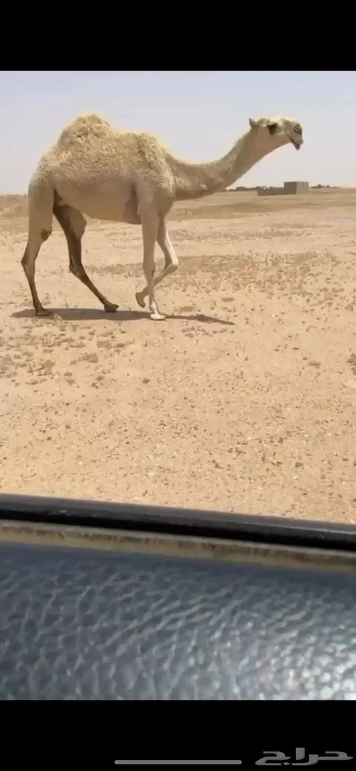 للبيع بكره جذعه كفووو 0
