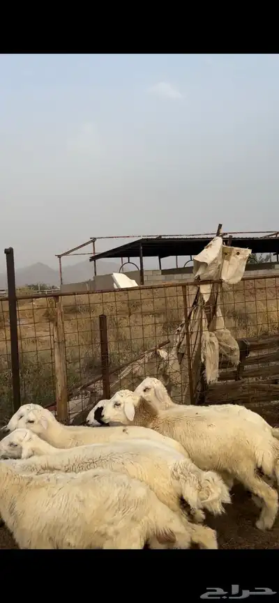 طليان 8 1