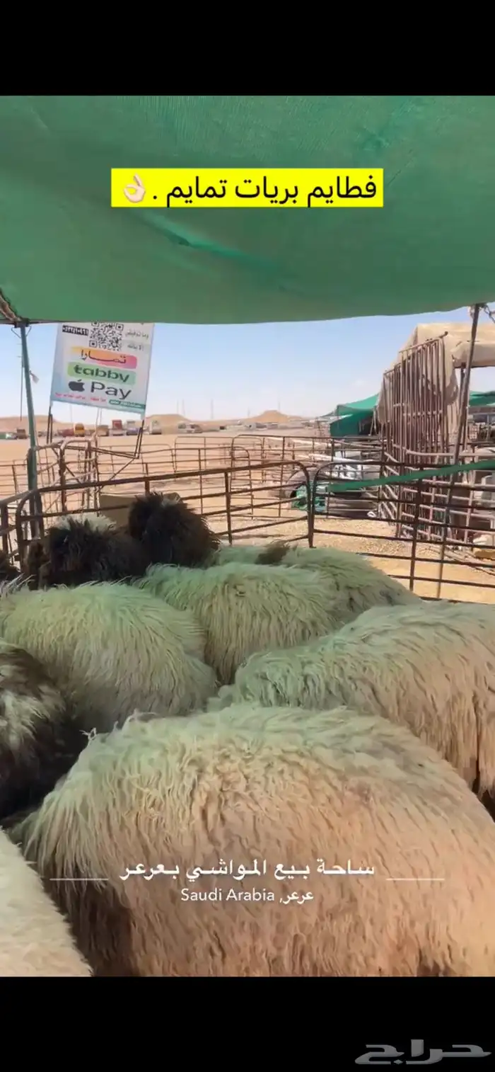 ذبايح عرعر 4