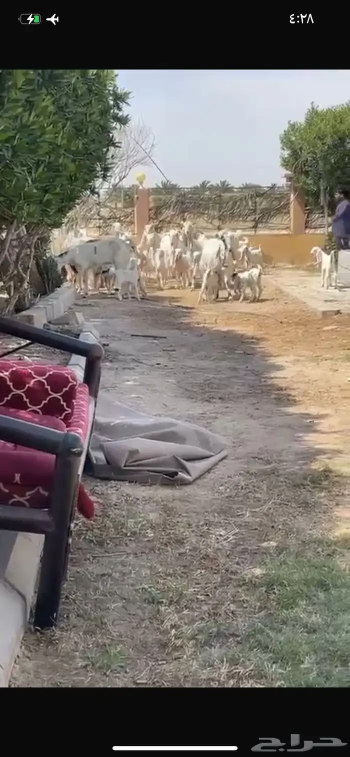 للبيع معزا مشاريك متاويم فاخره 2