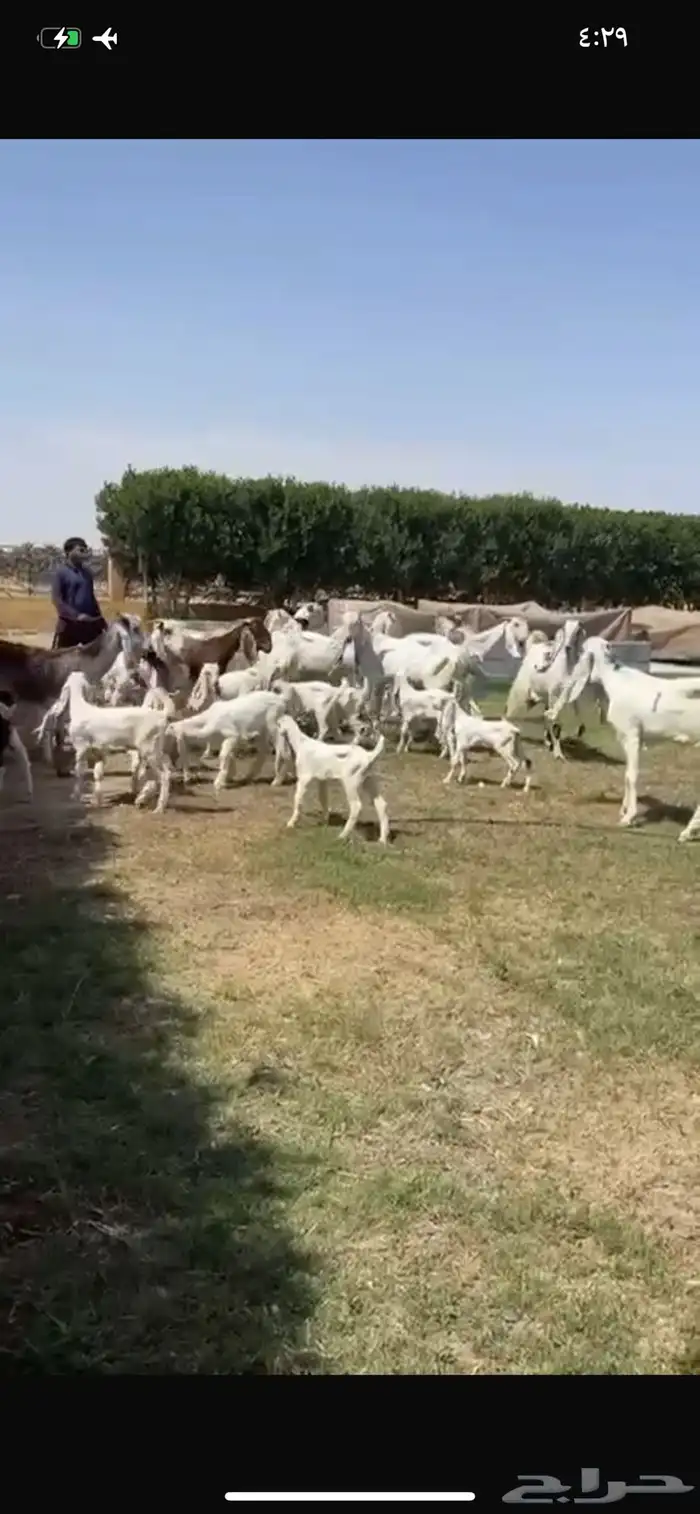 للبيع معزا مشاريك متاويم فاخره 21