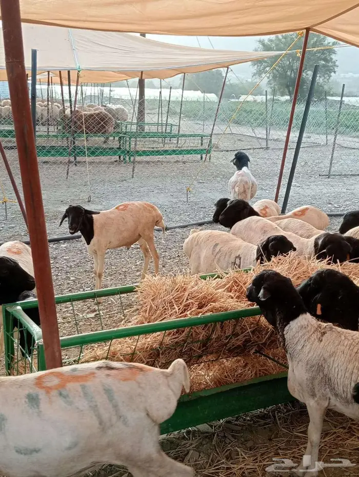 برابر لحم طيب وعلف ممتاز اسعار منافسه لأصحاب الجمله والتفريد 5