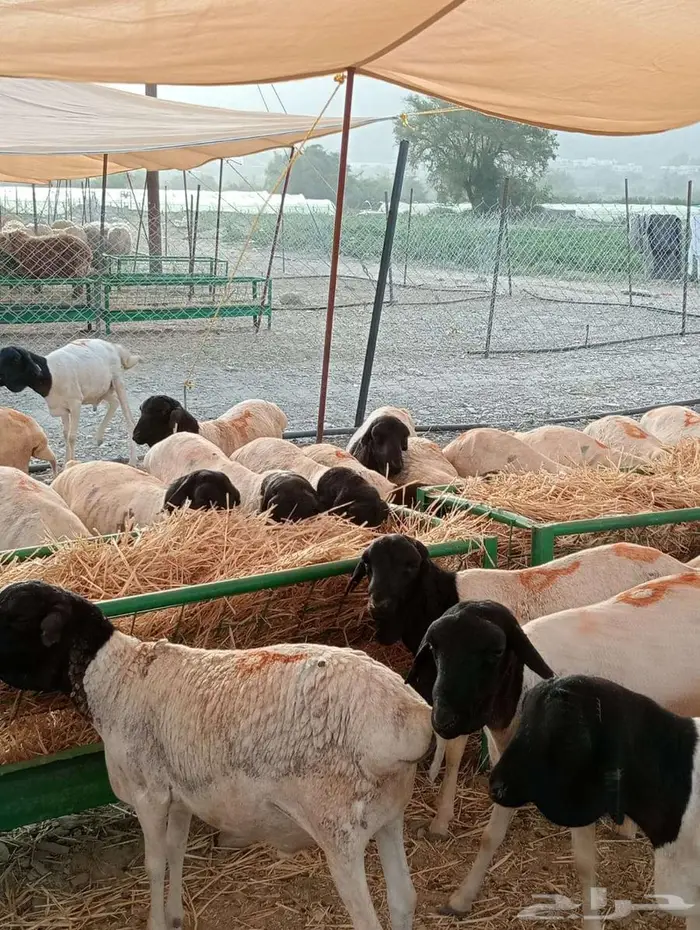 برابر لحم طيب وعلف ممتاز اسعار منافسه لأصحاب الجمله والتفريد 1