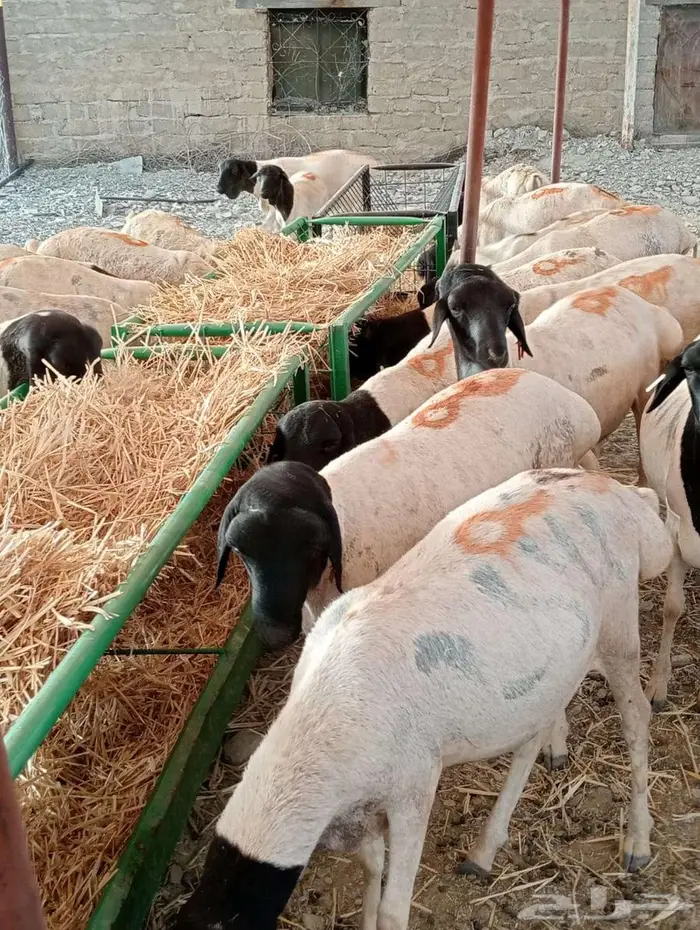 برابر لحم طيب وعلف ممتاز اسعار منافسه لأصحاب الجمله والتفريد 2