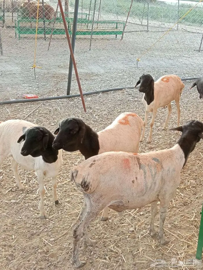 برابر لحم طيب وعلف ممتاز اسعار منافسه لأصحاب الجمله والتفريد 8