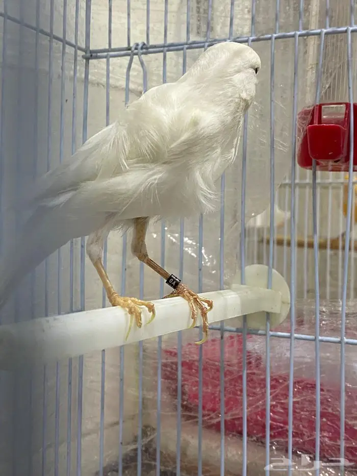 كناري مفتل 0