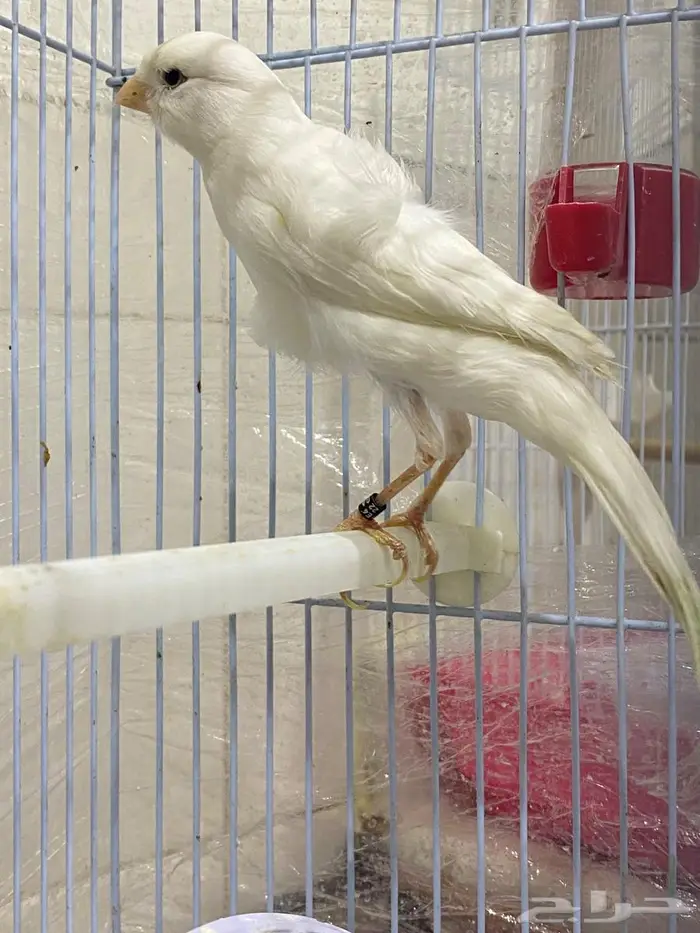 كناري مفتل 3